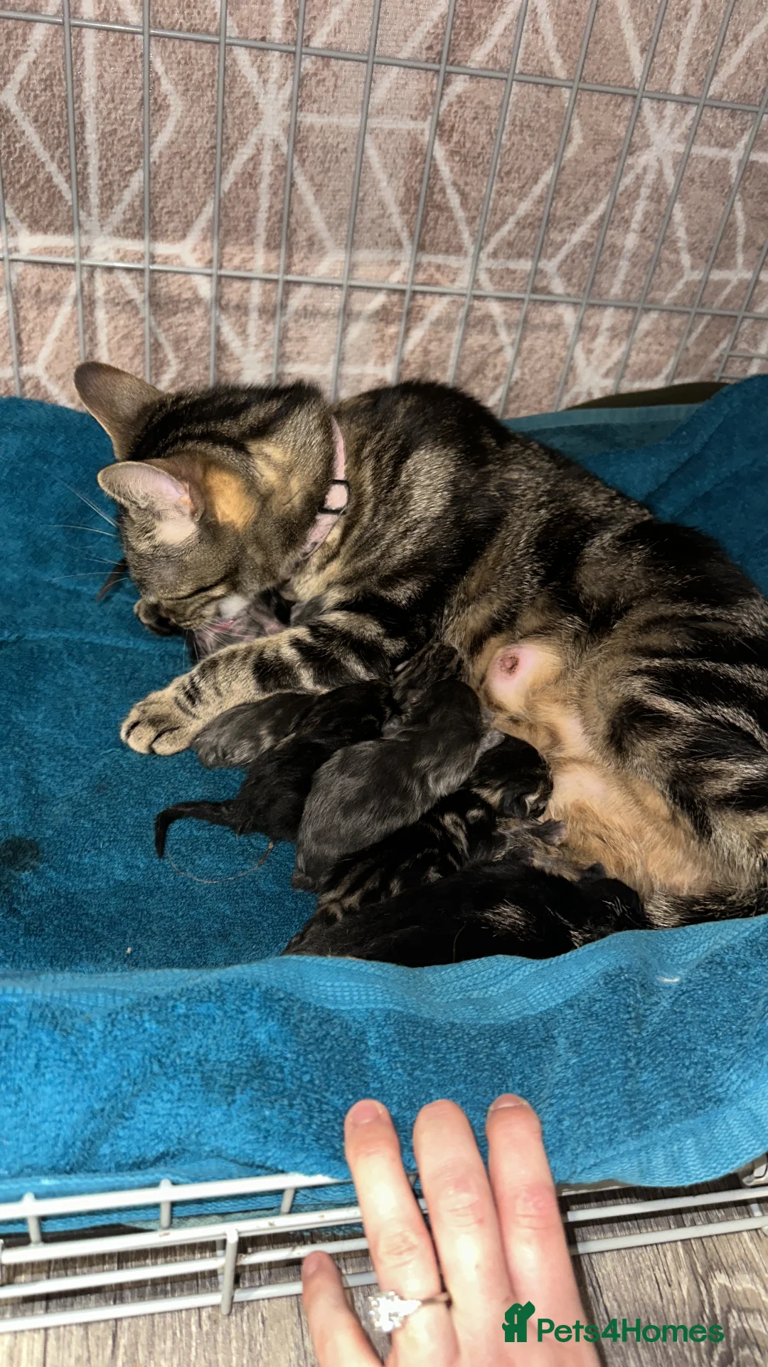 British Shorthair cats for sale: 7 beautiful British short hair crosses  - Advert 2