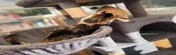 Maine Coon cats for sale: TORTOISESHELL MAINE COON X KITTENS - Advert 27