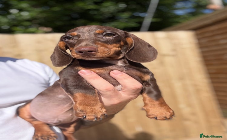 Miniature Dachshund dogs - Advert 5
