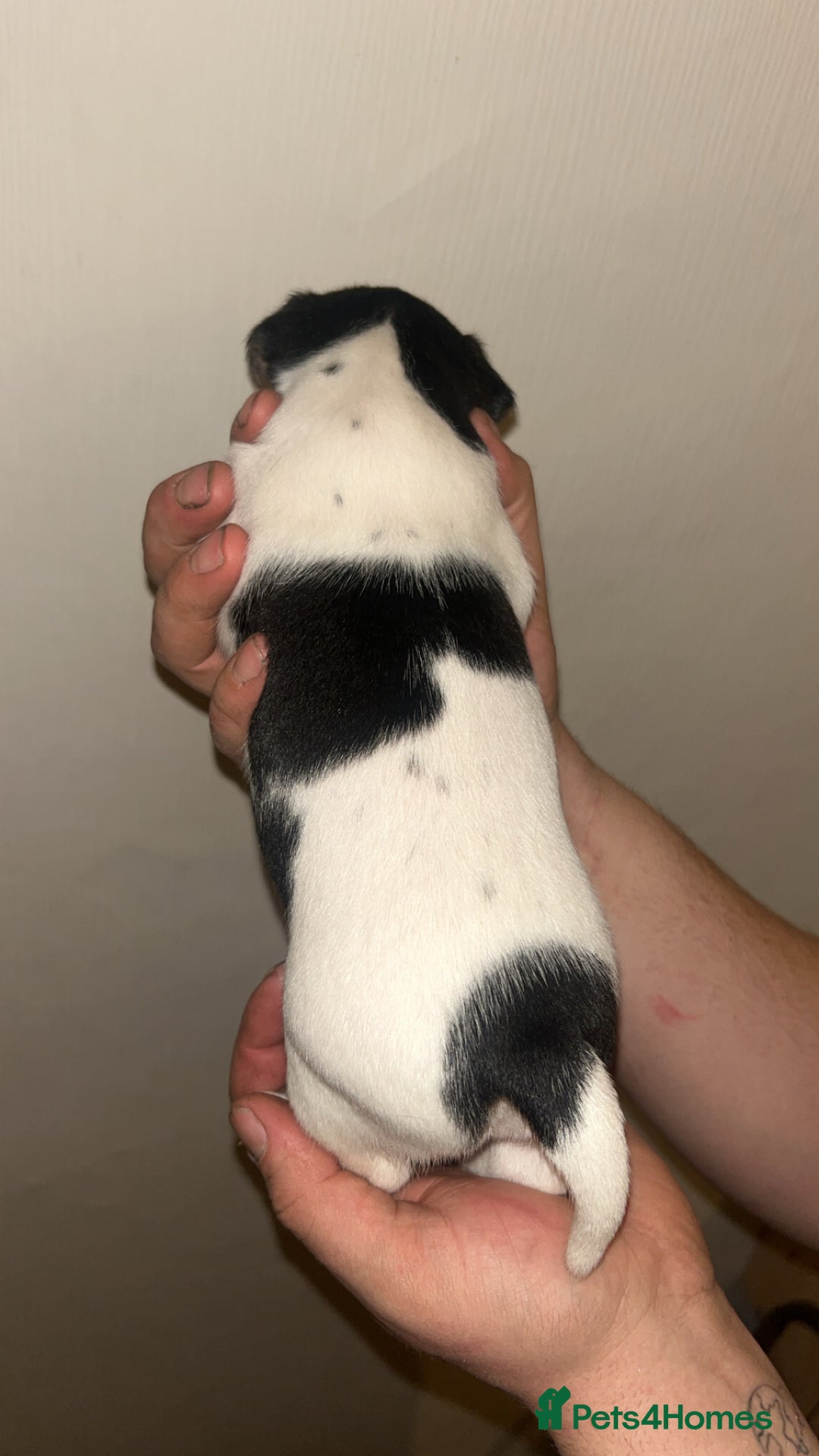 Jack Russell dogs for sale: Jack Russell Pups. 2 girls 2 boys  - Advert 12