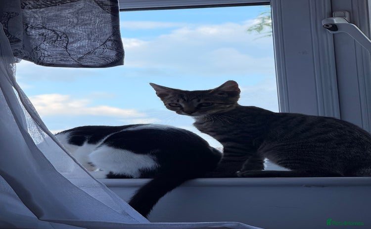 American Shorthair cats - Advert 1