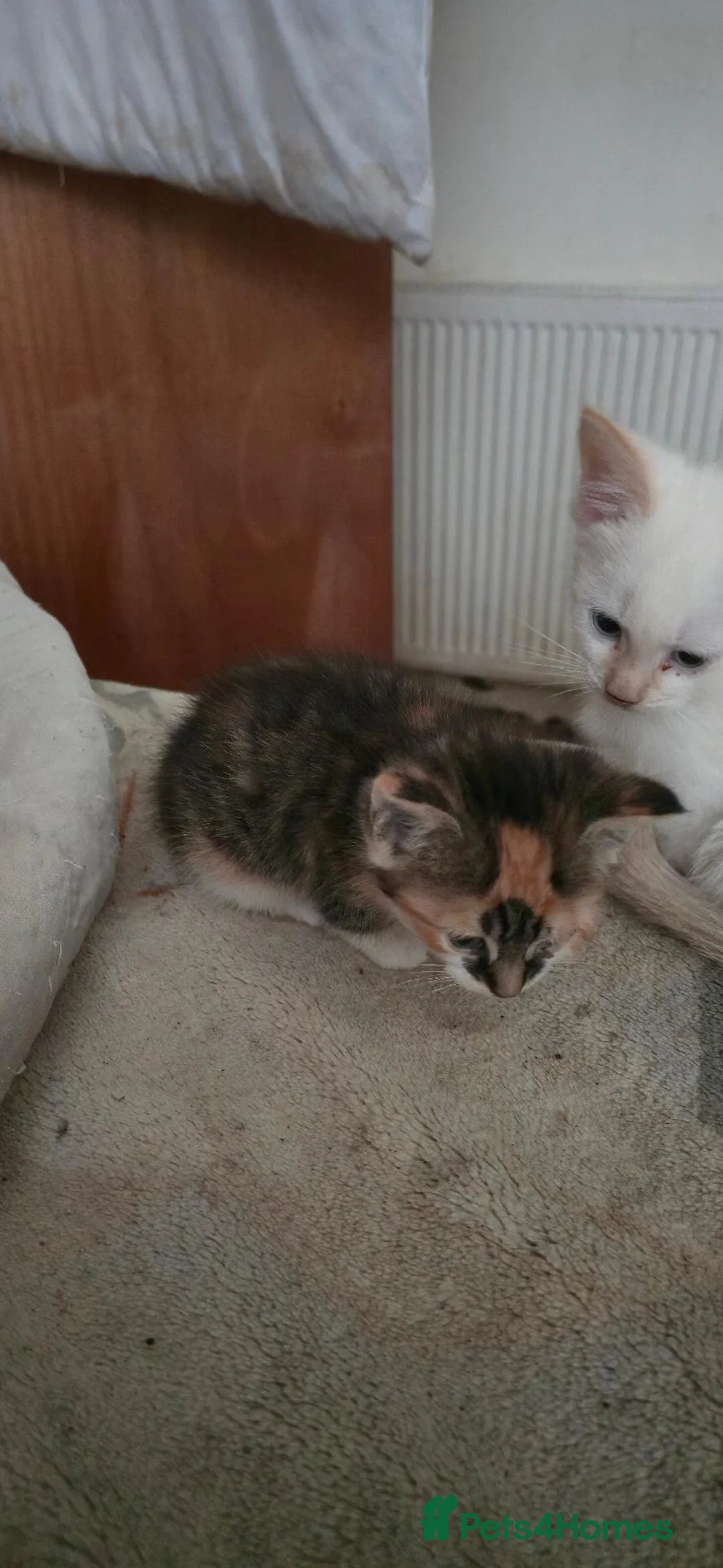 Domestic Shorthair cats for sale: last 3 kittens ready for 27/09/26 - Advert 2