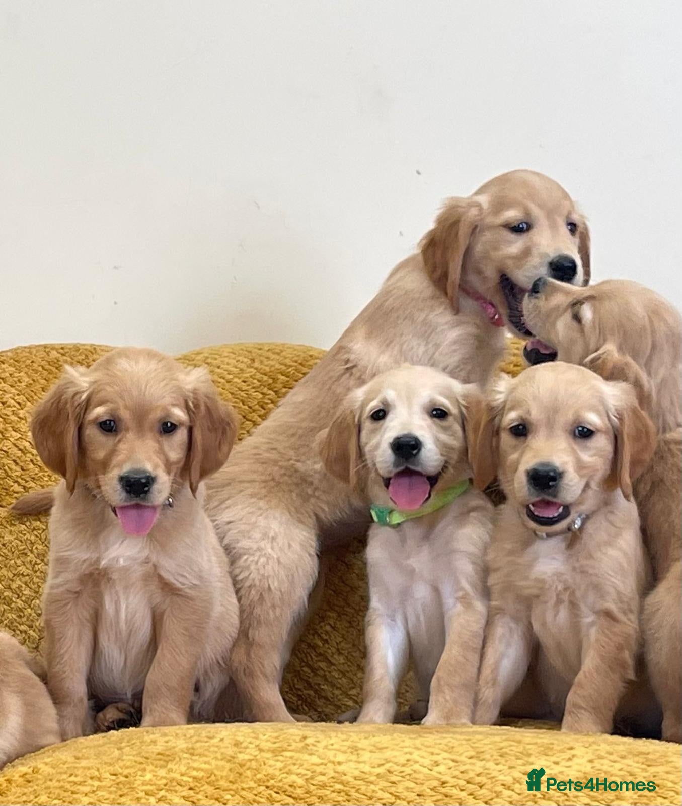 Golden Retriever dogs Quality litter of KC reg Golden Retriever puppies - Advert 1