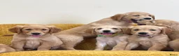Golden Retriever dogs for sale: Quality litter of KC reg Golden Retriever puppies - Advert 1