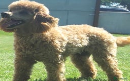 Toy Poodle dogs for sale: Outstanding quality KC Reg Toy poodle puppies  - Image 11
