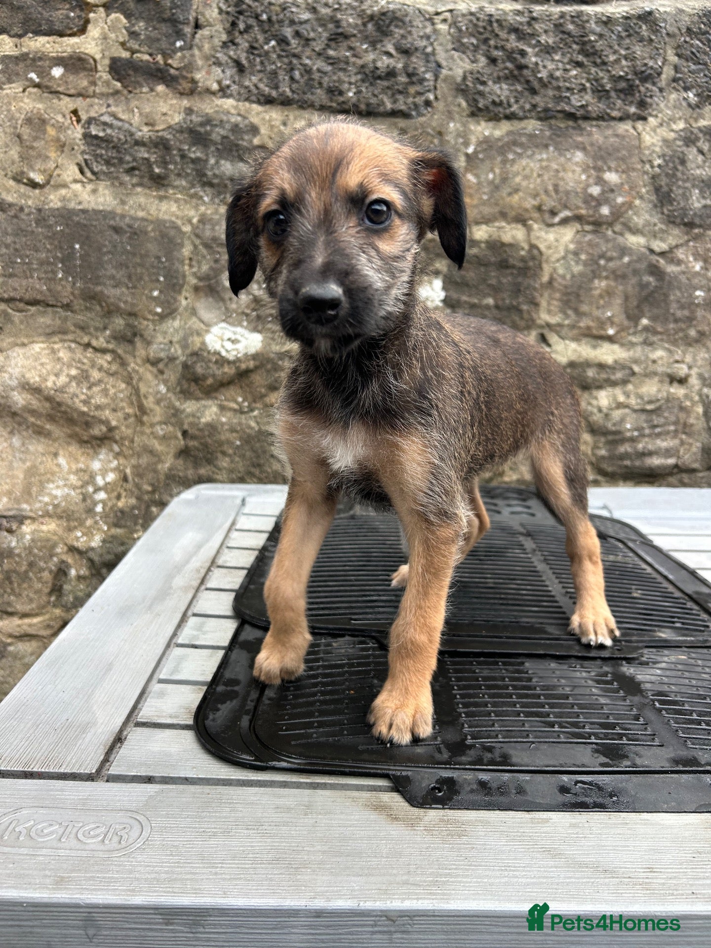 Lurcher dogs Bedlington whippet lurcher pups - Advert 2