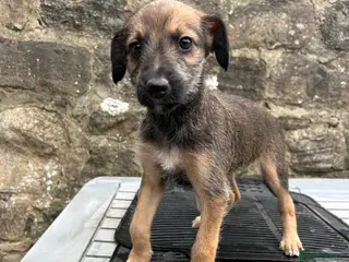 Lurcher dogs Bedlington whippet lurcher pups - Advert 2