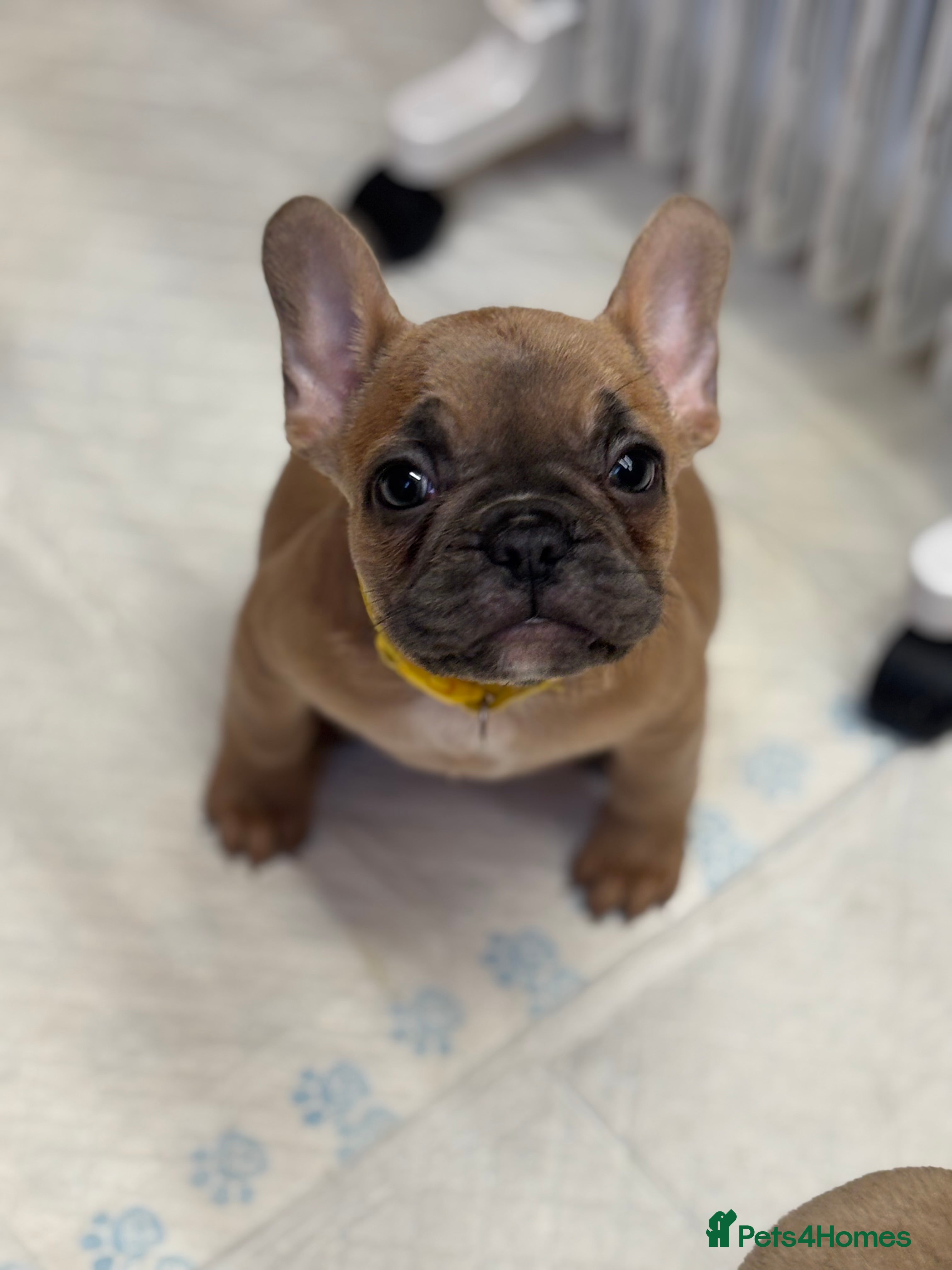 French Bulldog dogs 💕Adorable French bulldogs💕 - Advert 5