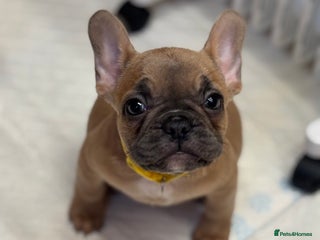 French Bulldog dogs 💕Adorable French bulldogs💕 - Advert 7