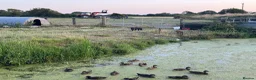 Pig livestock for sale: 2 x Tamworth x Berkshire piglets  - Advert 4