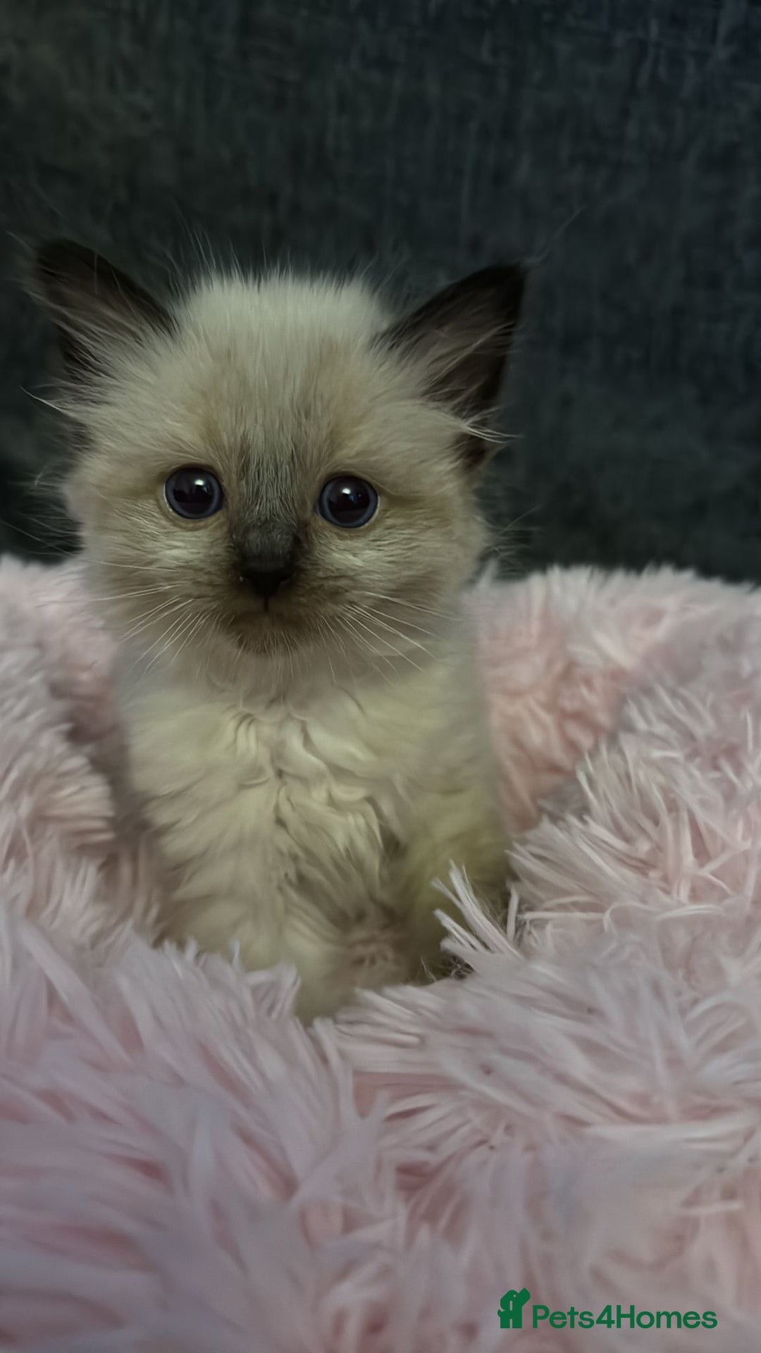 Ragdoll cats for sale: Loving Ragdoll Kittens  - Image 15