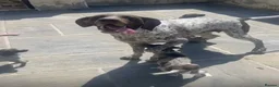 German Shorthaired Pointer dogs for sale: 🤎🤍 KC reg German Shorthaired Pointers 🤍🤎 - Advert 24