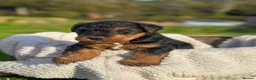 Welsh Terrier dogs for sale: Beautiful Welsh Terrier puppies  - Advert 2