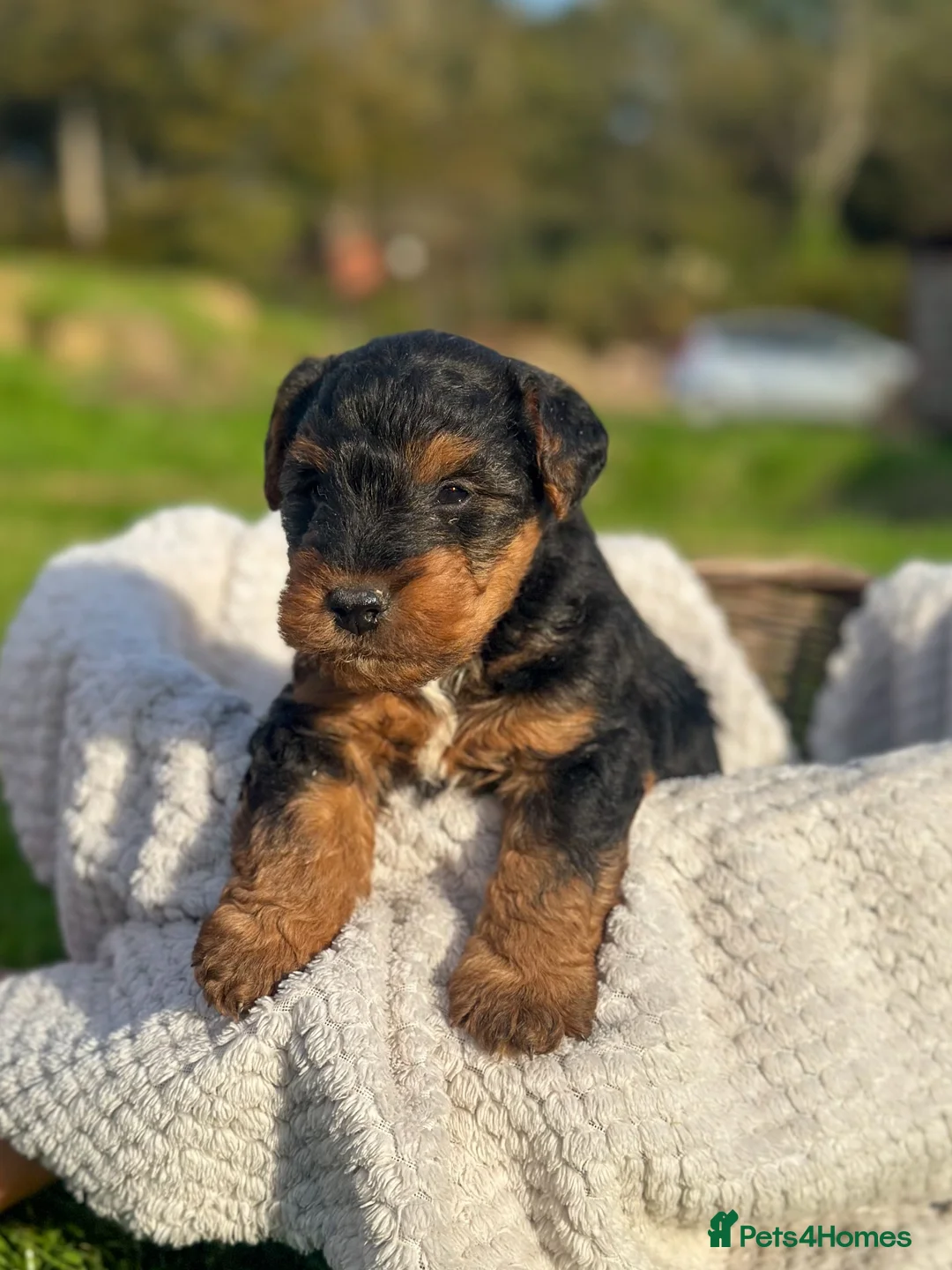 Welsh Terrier dogs for sale: Beautiful Welsh Terrier puppies  - Advert 2