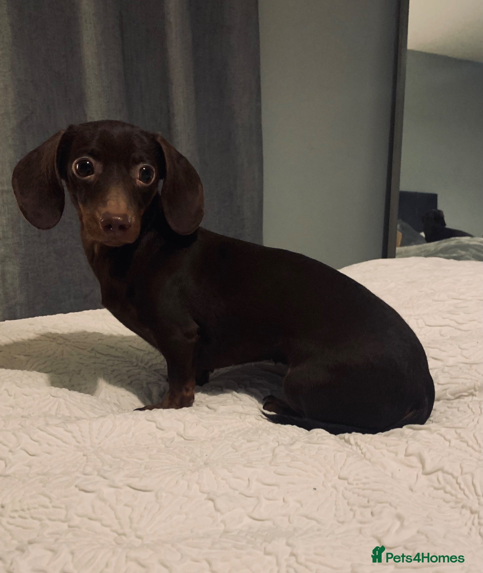 Miniature Dachshund dogs for sale: Beautiful chocolate brown dachshund  - Advert 1