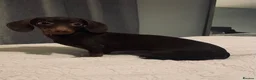 Miniature Dachshund dogs for sale: Beautiful chocolate brown dachshund  in Stafford - Advert 1