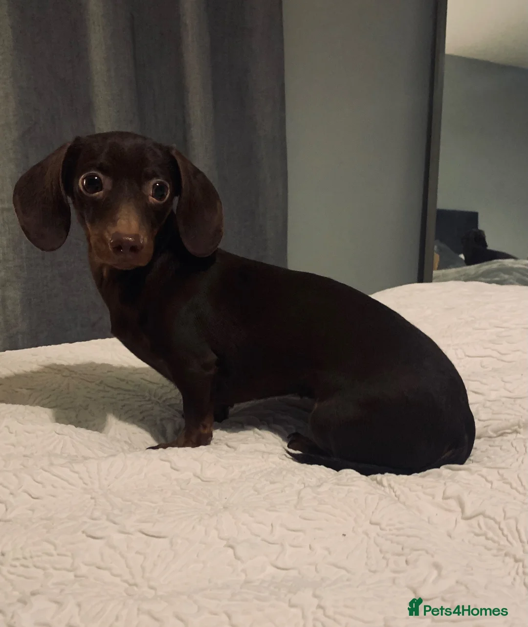 Miniature Dachshund dogs for sale: Beautiful chocolate brown dachshund  in Stafford - Advert 1