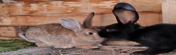 Continental Giant rabbits for sale: Continental giant babies  - Advert 3