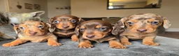 Dachshund dogs for sale: KC registered miniture dachund puppies - Advert 7