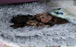 Dachshund dogs for sale: Miniature Daschund - Image 11