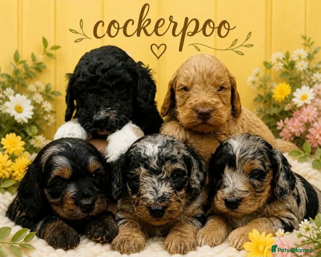 Cockapoo dogs Wow just wow 🤩  - Advert 1