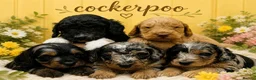 Cockapoo dogs for sale: Wow just wow 🤩  - Advert 3