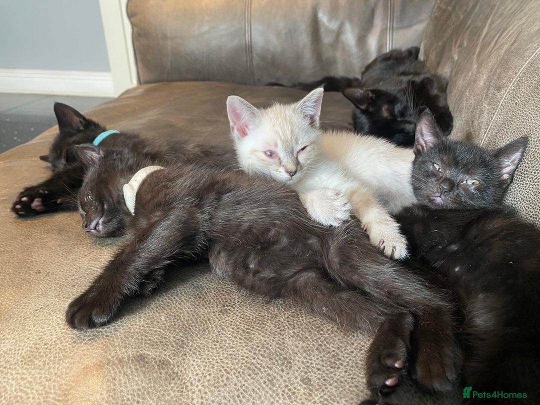 Mixed Breed cats for sale: X Siamese Adorable Kittens (white reserved now) - Image 5
