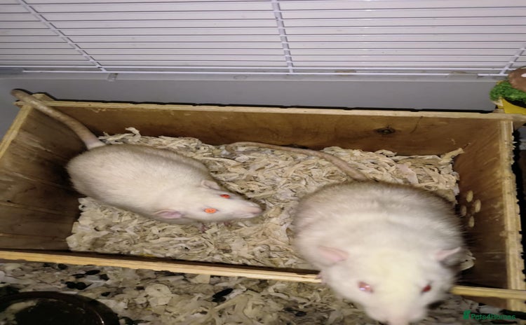 Rat rodents - Advert 1