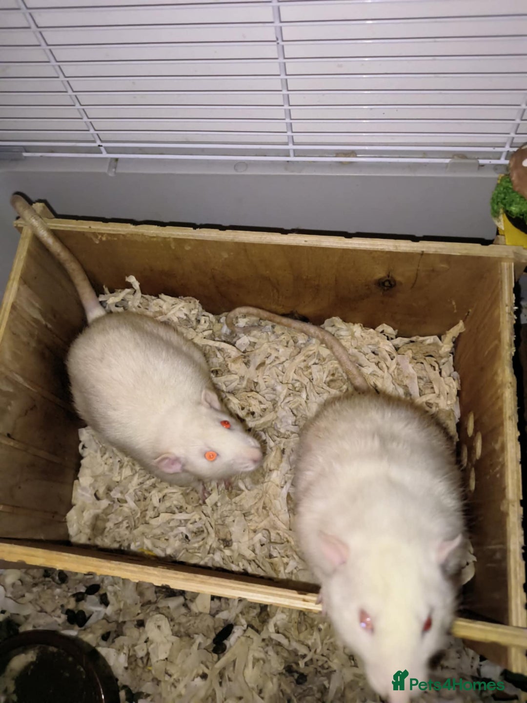 Rat rodents for sale: Male Albino Dumbo Rats – Cage, Food & Accessories - Image 1