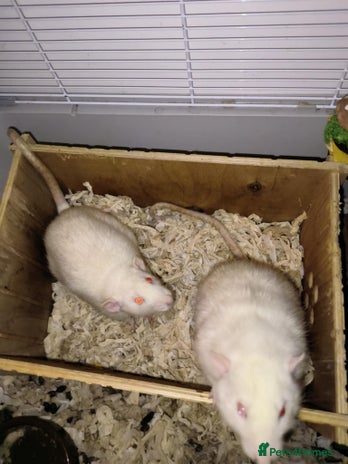 Rat rodents - Advert 1