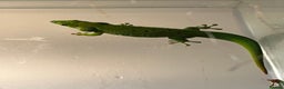 Gecko reptiles for sale: Giant Day Gecko plus bioactive enclosure - Advert 7