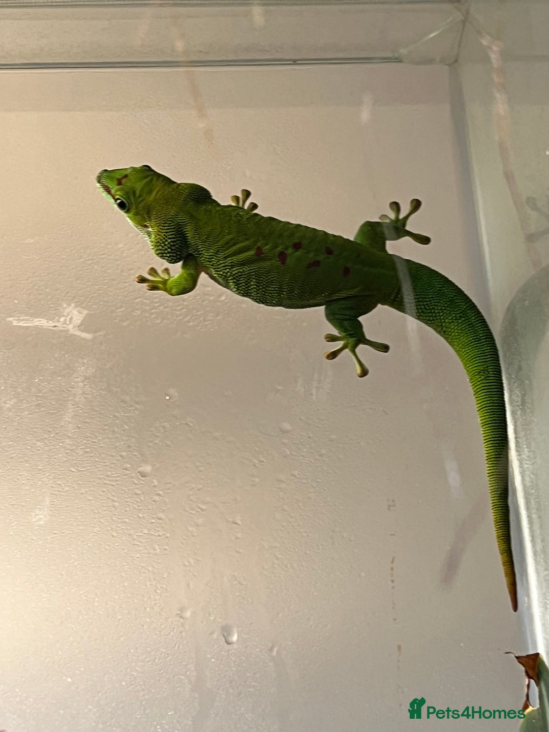 Gecko reptiles for sale: Giant Day Gecko plus bioactive enclosure - Image 7
