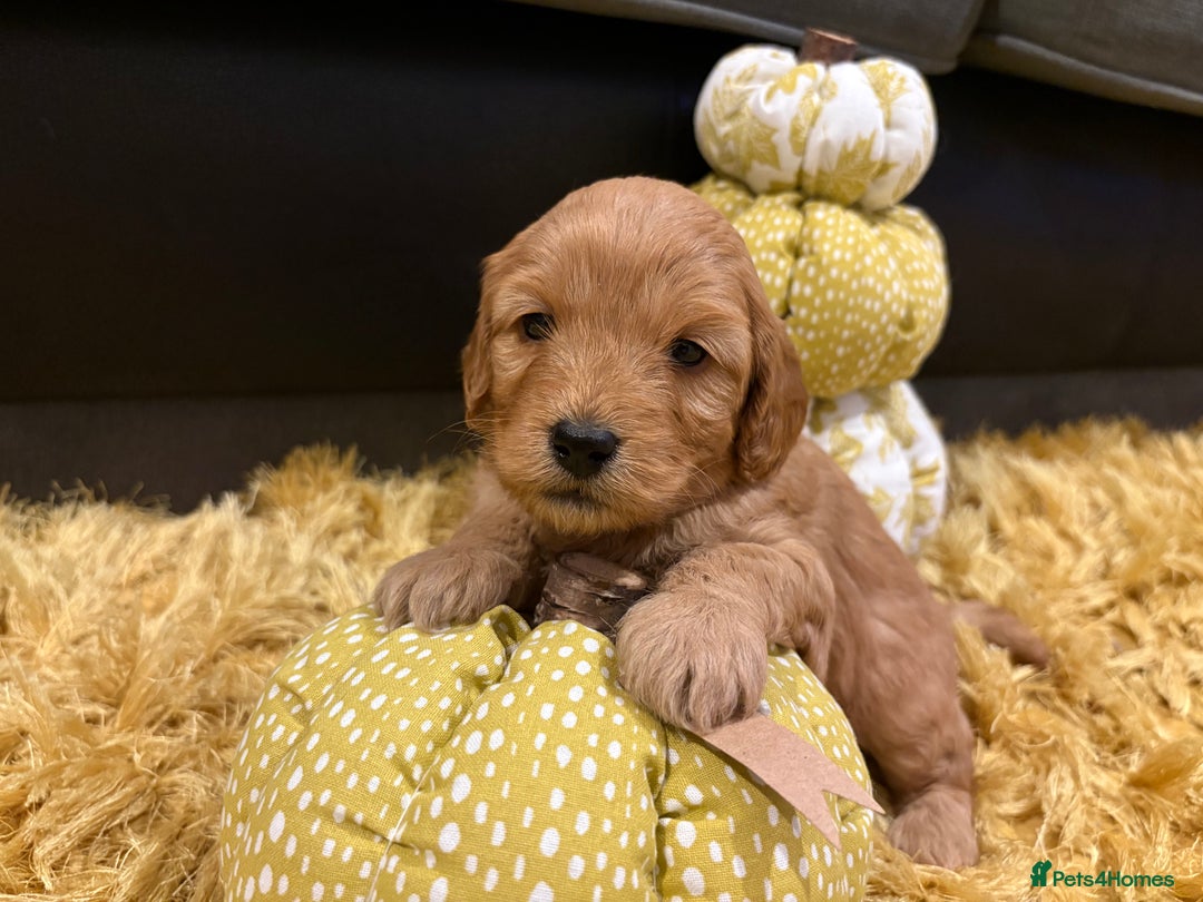 Cavapoo dogs for sale: Adorable Toy Cavapoo puppies ready on 3rd November - Image 17