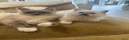 Ragdoll cats for sale: GCCF registered champion sired Ragdoll kitrens - Advert 6