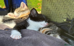Mixed Breed cats for sale: 3 cute kittens ready for new home - Image 16