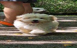 Maltipoo dogs for sale: Korean x toy maltipoo LAST BOY available  - Image 12
