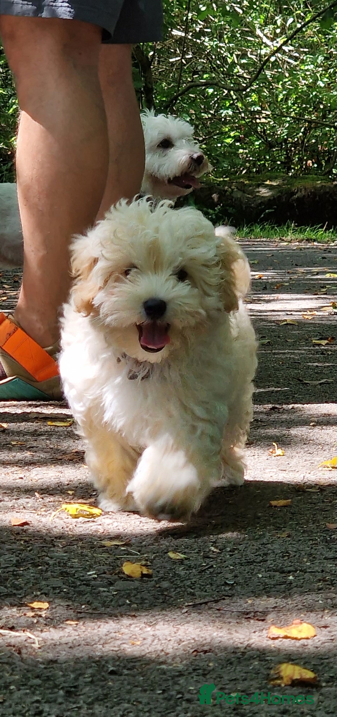 Maltipoo dogs for sale: Korean x toy maltipoo LAST BOY available  - Image 12