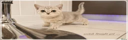 Scottish Fold cats for sale: Scotish fold kittens - Advert 3