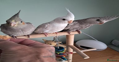 Cockatiels birds - Advert 10