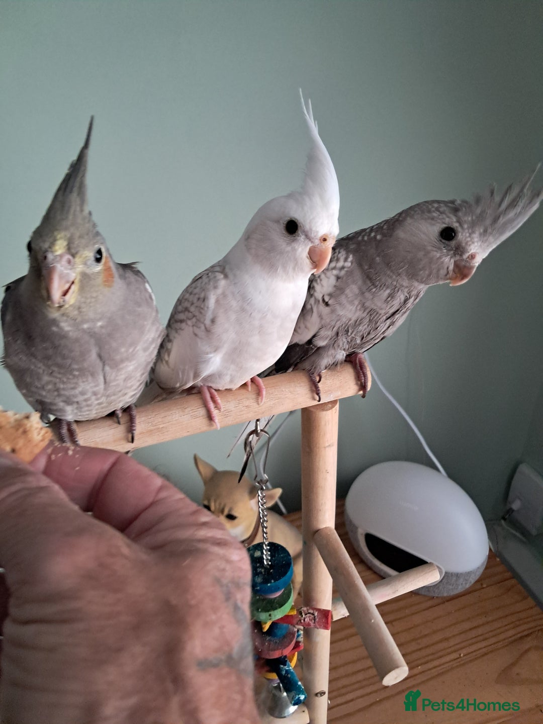 Cockatiels birds for sale: Hand reared cocktails very tame lovely birds  - Image 2