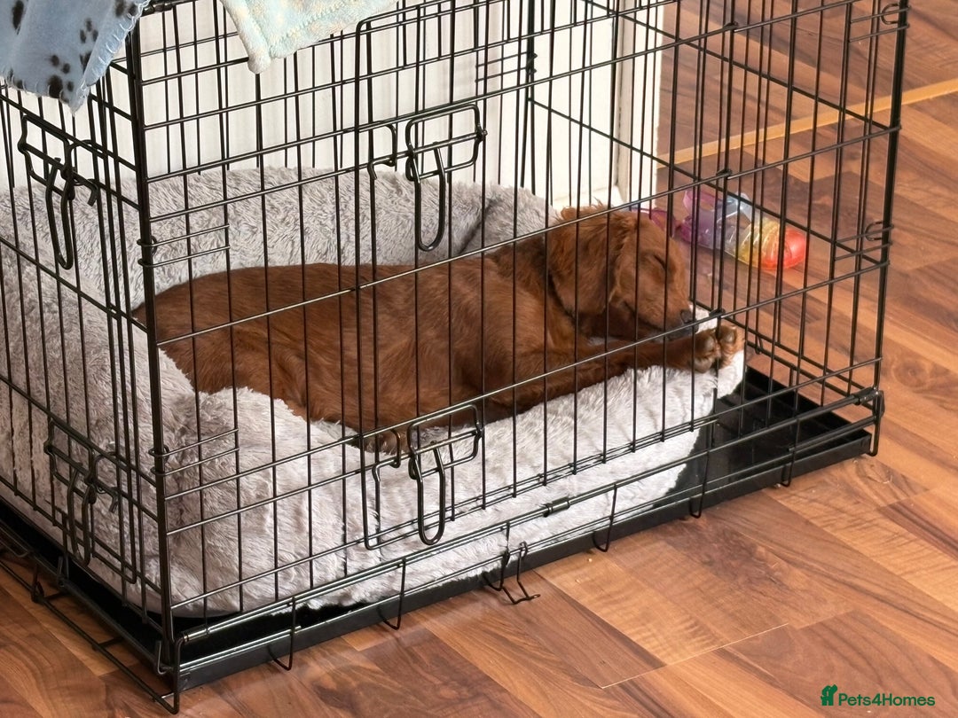 Cavapoo dogs for sale: Cavapoo puppy  - Image 10
