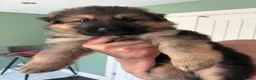 German Shepherd dogs for sale: 1 chunky boy ready to leave - Advert 18