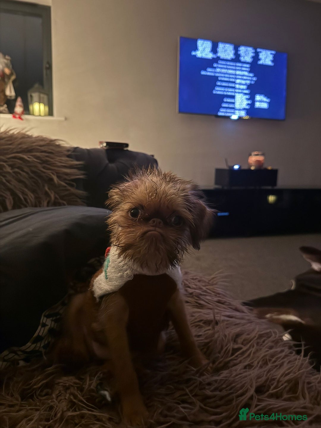 Griffon Bruxellois dogs for sale: Cute Female Griffon  - Advert 14