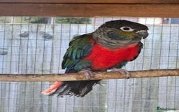 Conures birds for sale: Red Belly Crimson Conure DNA male proven Stud - Image 1