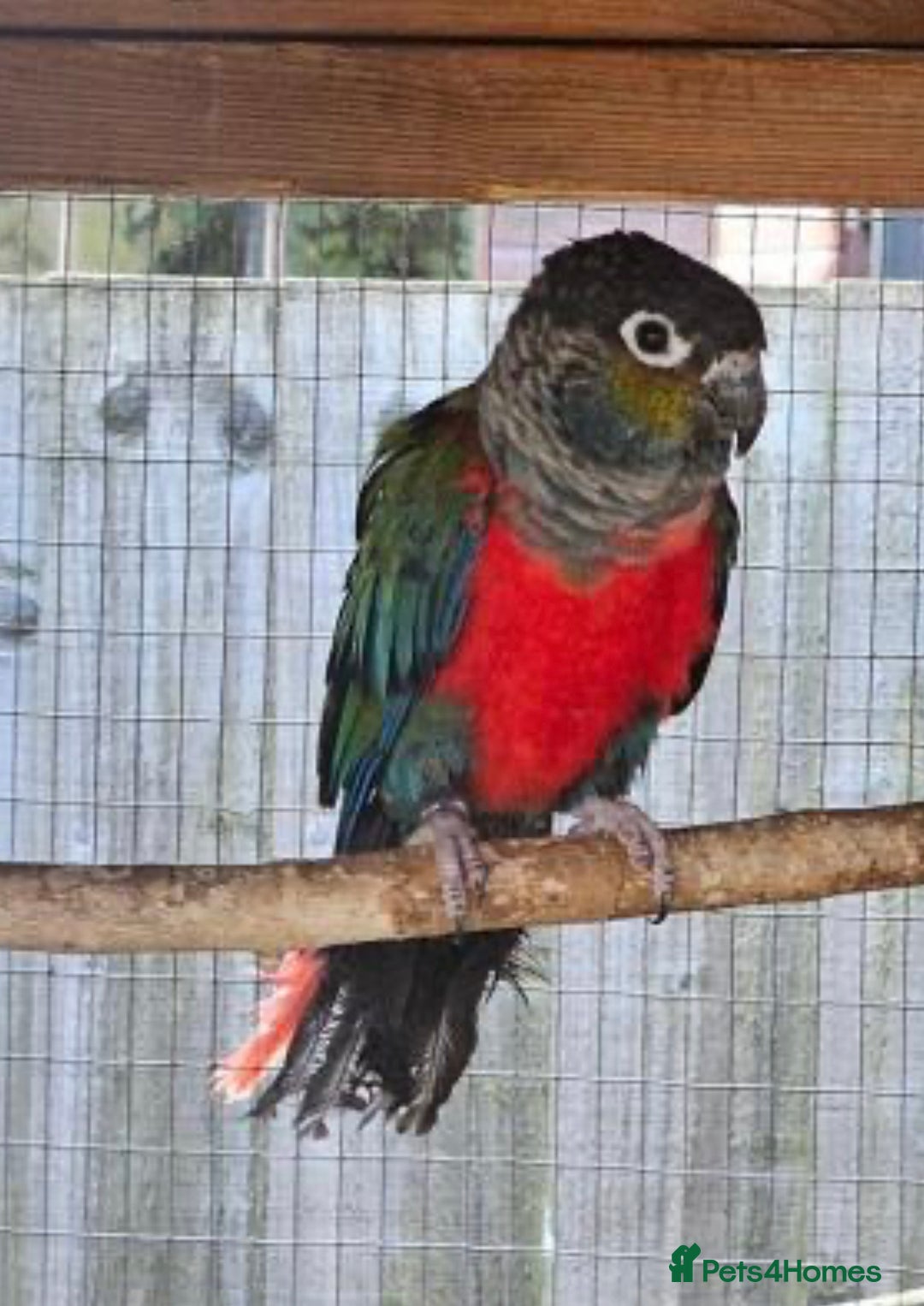 Conures birds for sale: Red Belly Crimson Conure DNA male proven Stud - Image 1