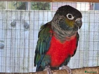 Conures birds - Advert 1