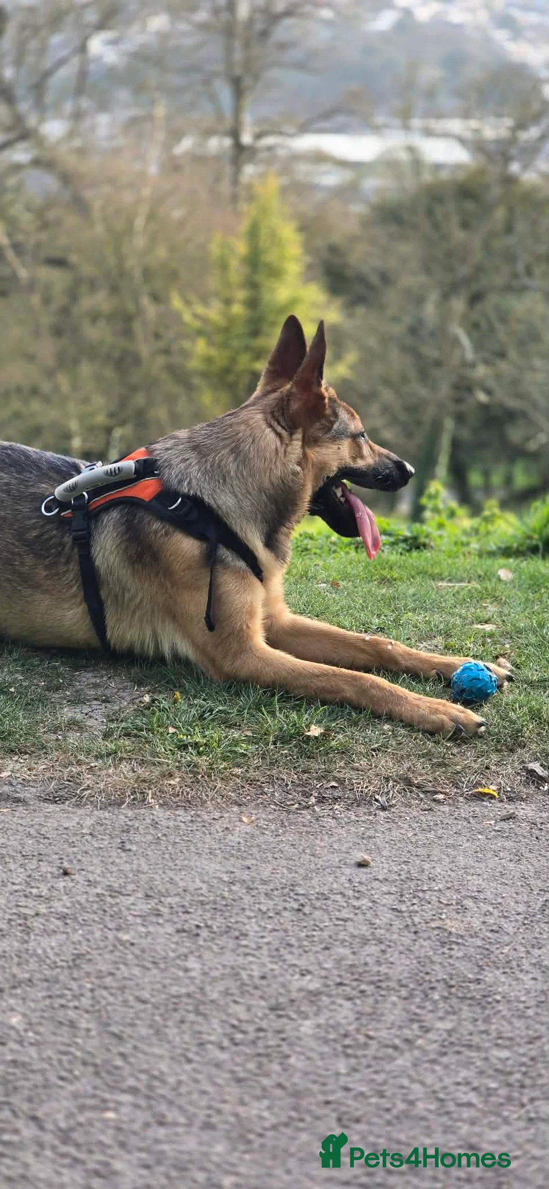 German Shepherd dogs for sale: I am selling German Shepherd, Rex - Advert 2