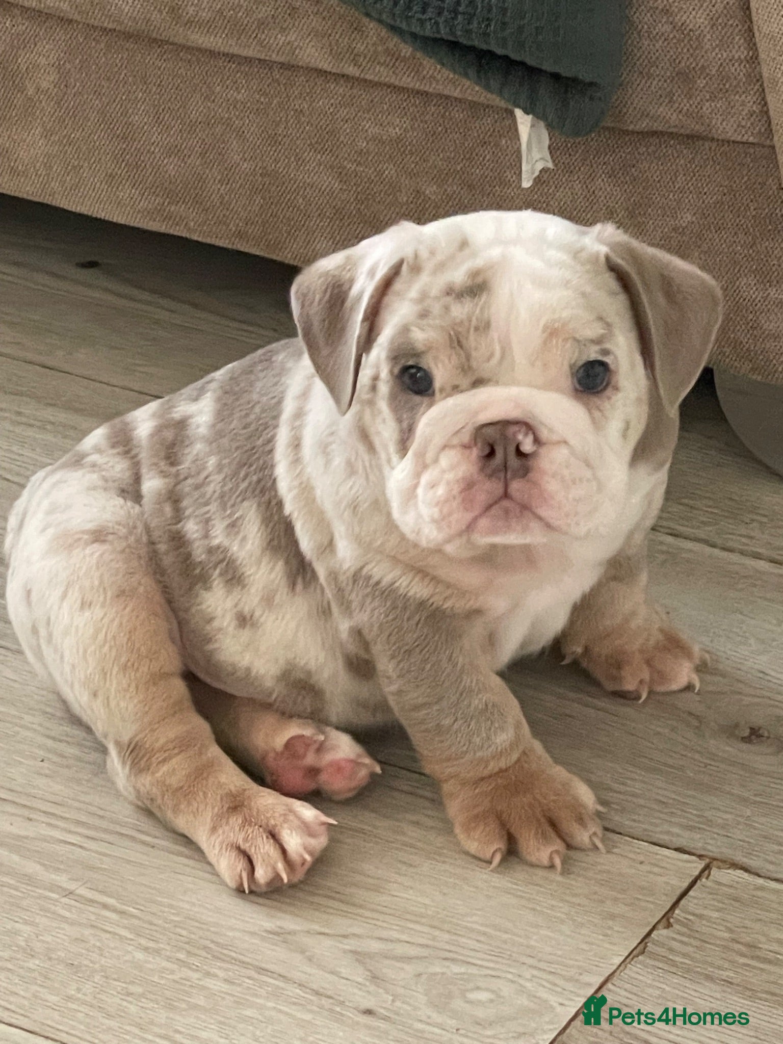 English Bulldog dogs ⭐️✨ English Bulldogs - KC Registered ⭐️✨ - Advert 2