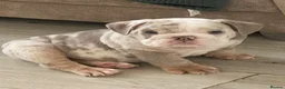 English Bulldog dogs for sale: ⭐️✨ English Bulldogs - KC Registered ⭐️✨ - Advert 4