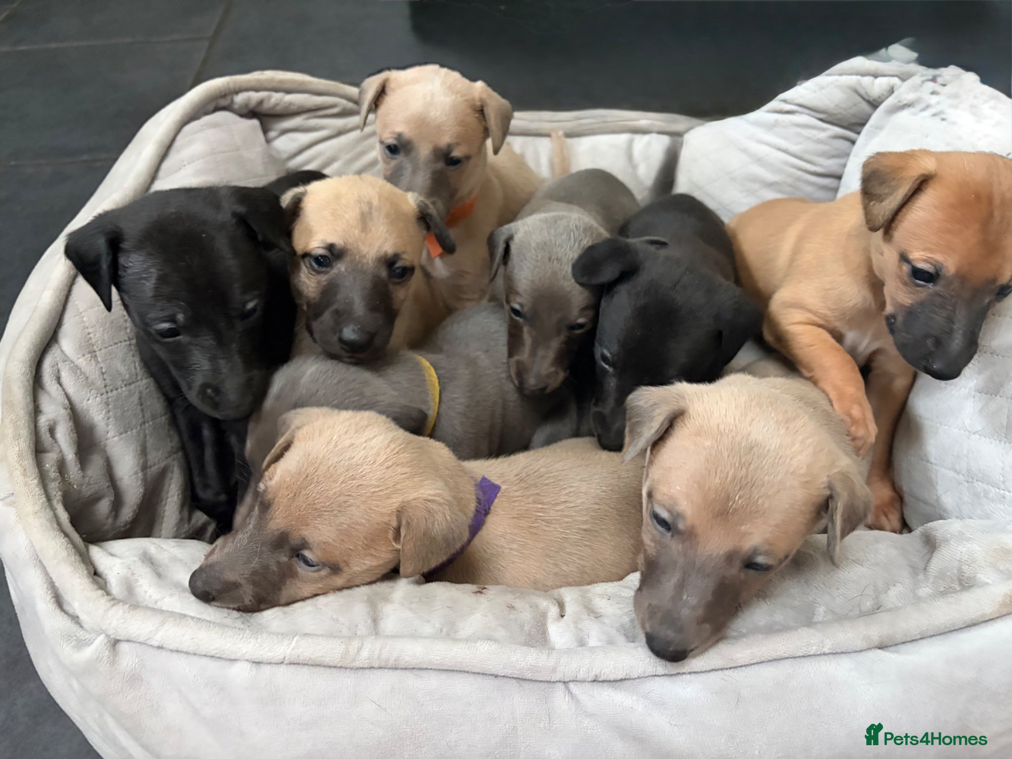 Whippet dogs Beautiful  KC whippet puppies  - Advert 12